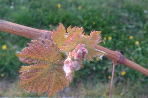 Weingut Rößler