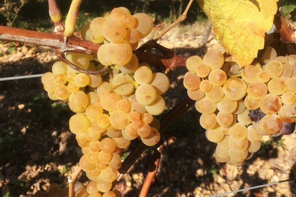 Weingut Rößler