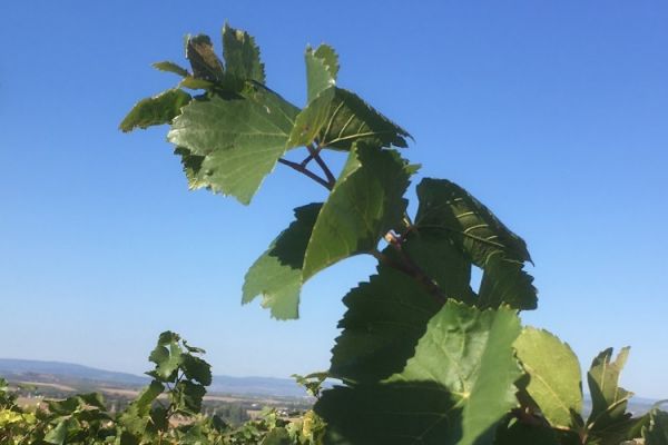 Weingut Rößler