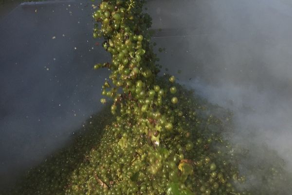 Weingut Rößler